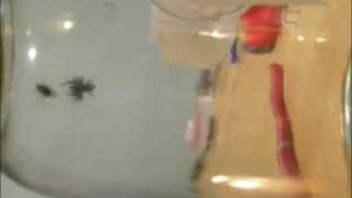 Jumping Spider Adventure