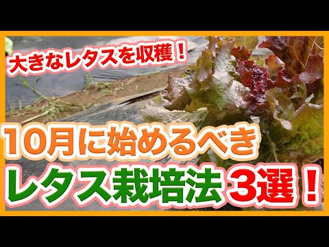 チュートリアル 8月に庭にラムレタスを播く ヒント アドバイス メンテナンス 冬のサラダ