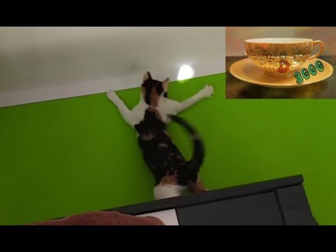 Katzen #06 - Meine Katze Jette apportiert
