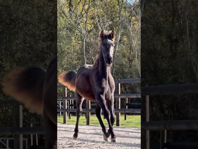 Veulen (ml) PRE Puur Ras Spaans Te koop 2025 Zwart ,  MONJE II