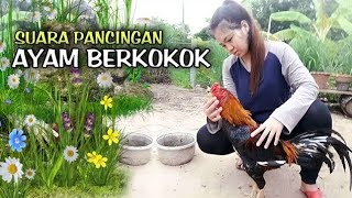 Download lagu Pancingan Suara Ayam Bangkok Agar Cepat Berkokok mp3 Download lagu Pancingan Suara Ayam Bangkok Agar Cepat Berkokok mp3