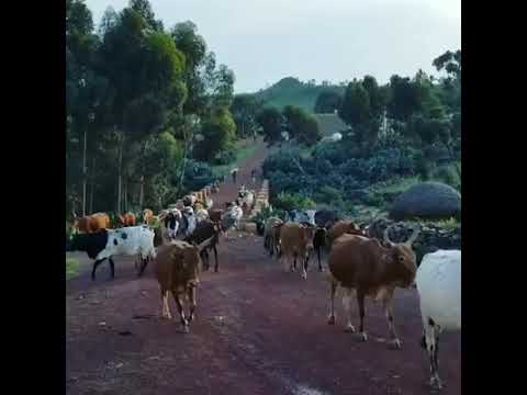 ኤርትራ ከባቢ ዓዲ ሓውሻ  Eritrea - Adi Hawesha.