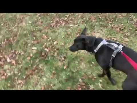 Bella, an adopted Terrier & Labrador Retriever Mix in Aurora, IL_image-1