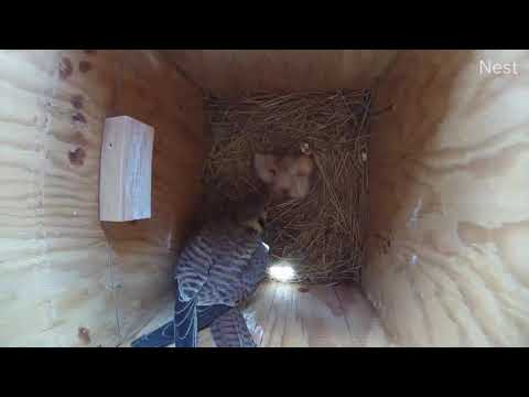 3 Kestrel Chicks Feeding 5.23.20