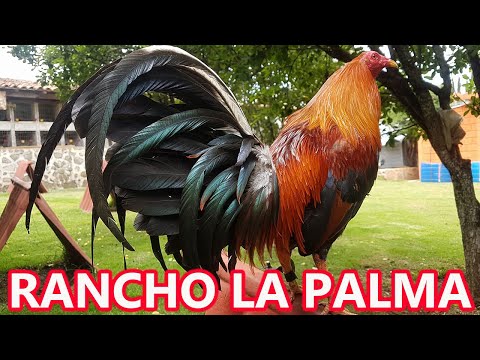 Rancho La Palma Ricardo Enriquez