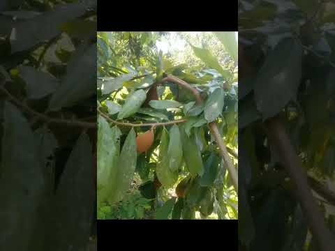 Chaco en venta en Chimore #lotesenventa #tropico #chaco