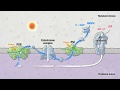 Photosynthesis: Part 5: Light Reactions | HHMI BioInteractive Video