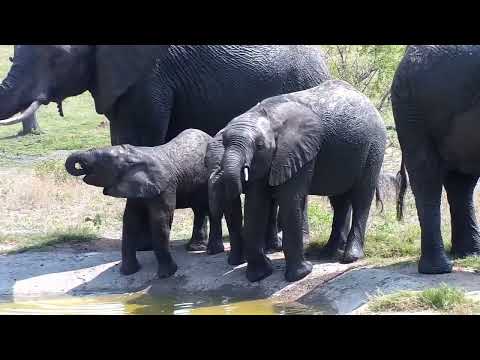 Djuma: Large Elephant herd joins large Buffalo herd at the dam - 09:40 - 10/12/2022