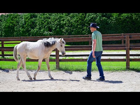 Good start with your NEW horse