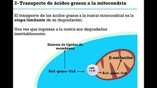 Lípidos y Tejido adiposo - Digestivo, Renal y Endócrino