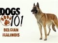 Dogs 101 - Belgian Malinois 