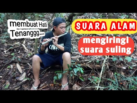 SUARA ALAM MENGIRINGI LANTUNAN SULING KU || cover lagu tradisional dayak kanayatn