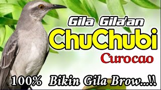 Download lagu KOCOKAN MABUK BURUNG KICAU'ChuChubi'Curacao.Gacor di alam liar. mp3