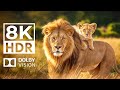 PRIMAL WILDLIFE REALMS 8K HDR Epic Cinematic Music Featuring Vibrant Creatures