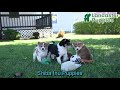 Shiba Inu dogs for sale: Tulip - Video 1