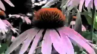 Broken Social Scene - Swimmers (with lyrics)