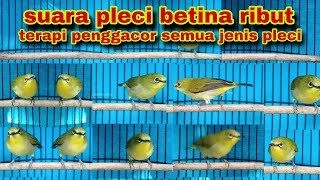 Download lagu Suara Pleci Betina Ribut | Terapi Untuk Pleci Macet Bunyi | Terapi Pleci Koloni mp3 Download lagu Suara Pleci Betina Ribut | Terapi Untuk Pleci Macet Bunyi | Terapi Pleci Koloni mp3