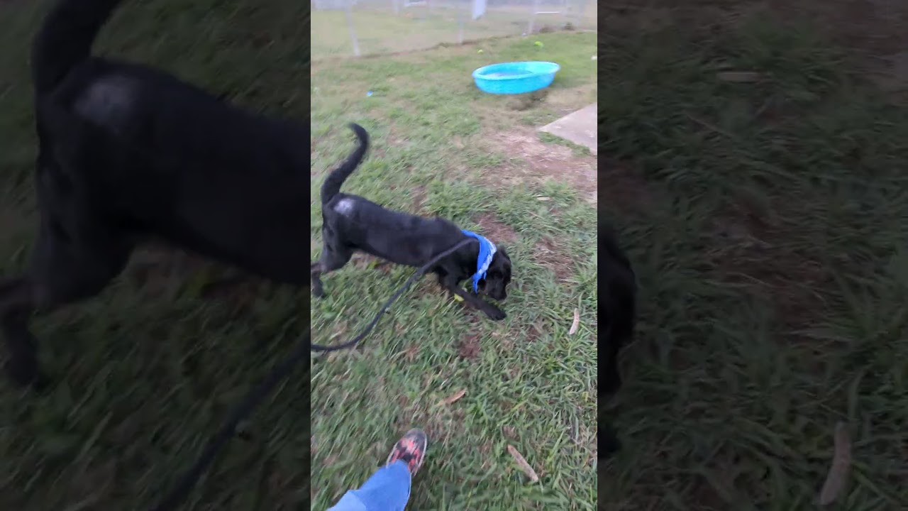 Fright, a Adoptable Mixed Breed in Columbiana, AL video 6/6