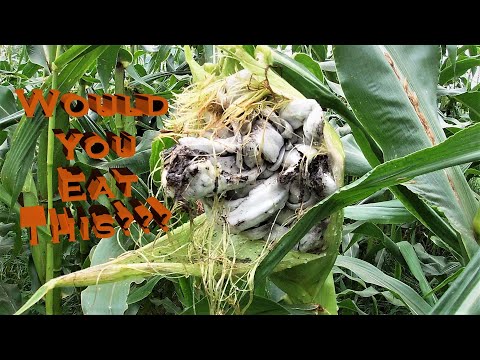 Gross!  Let's Eat it!!! - Huitlacoche -Corn Smut (Truffles or Fungus) - Homestead Garden Delicacy
