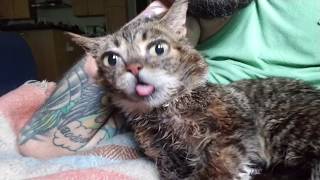 Lil BUB&#39;s Affection