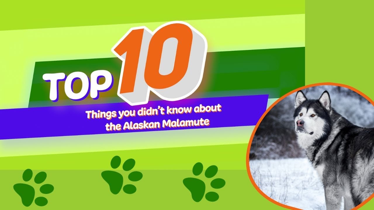 10 Things You Didn't Know About The Alaskan Malamute