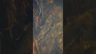 Walleye spawning at Amiskowan Lake in Prince Albert National Park. #sasklakes #walleye