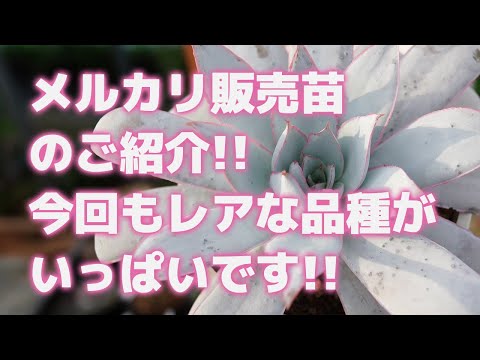 園芸 ライム、リモネット、レモンベルガモット、スイートライム、スイートレモンツリー、ローマ産スイートライム