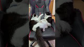 にゃんずたちの日常 　　#子ネコ#猫のいる暮らし ＃猫　＃猫のいる日常