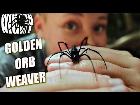 Spiders in Australia - Golden Orb Weaver