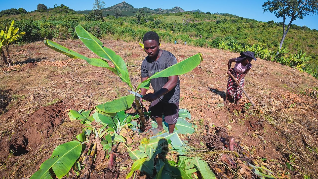 We started planting new banana trees in the field, but I ended up facing the worst in the end.