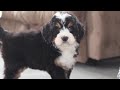 Bernedoodle dogs for sale: Bennet - Video 1