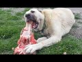 World Strongest Dog Bite-KangaL Bite Force 743 Psi