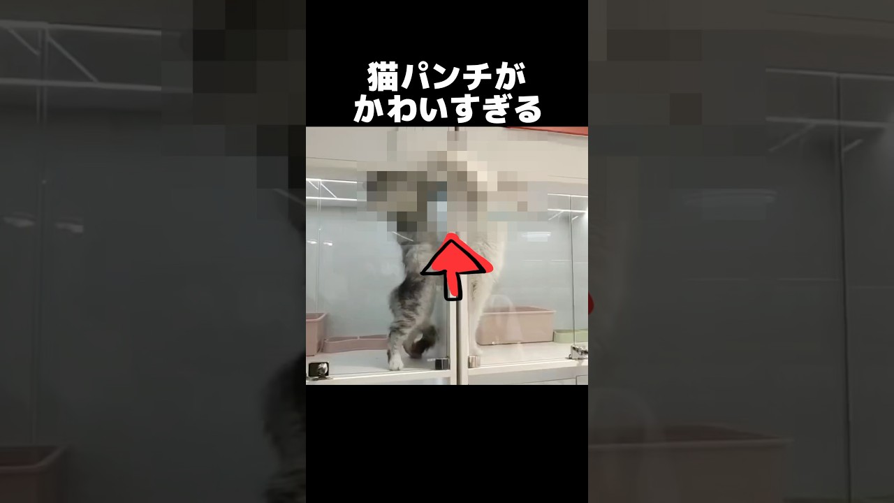猫パンチかわいすぎる！