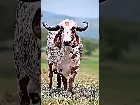 Jay Gaumata #funny #cute #music #ga... #viralvideo