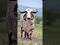 Jay Gaumata Funny Cute Music Ga Viralvideo