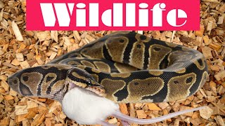 Oakvale Wildlife Park #101 | wild animals, animal videos, reptiles, warm blooded animals #subscribe