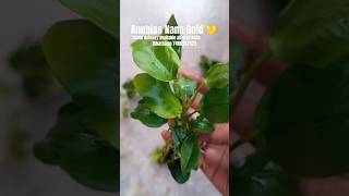 Download lagu 💚 Anubias Nana Gold 💚 #shorts #ytshorts #plantedtank mp3