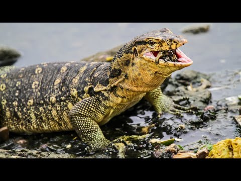 Varano acuático asiático: el segundo lagarto más grande de la Tierra