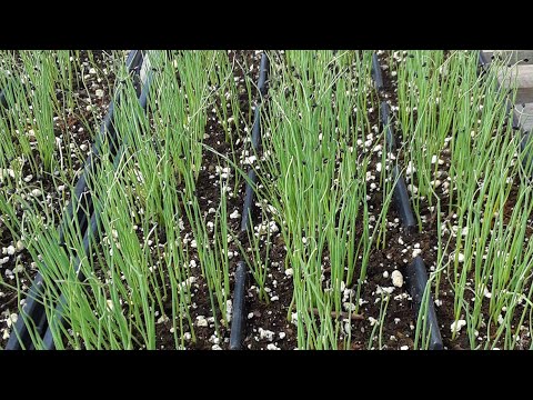 download lagu mp3 mp4 How To Store Fresh Onions From Csa, download lagu How To Store Fresh Onions From Csa gratis, unduh video klip How To Store Fresh Onions From Csa