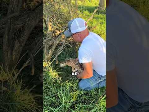 Vì sao không được bế một con nai #haihuoc #troll #prank #shorts