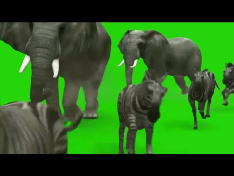 Wild Animals running to the Forest | Animals running green screen #greenscreenvideo