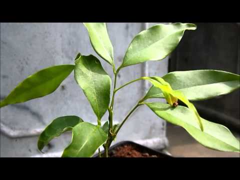 Growing lychee from seed - 4 months old plant