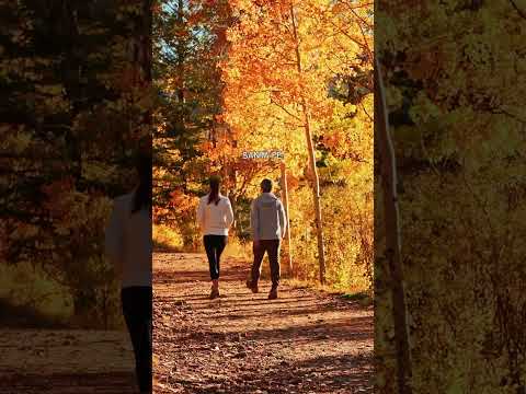 6 Santa Fe Fall spots 👇 1️⃣ Aspen Vista Trail – a golden tunnel of aspen trees that feels straight