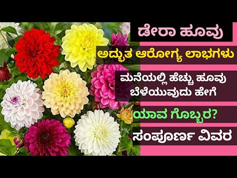 ಡೇರಾ ಹೂವನ್ನು ಬೆಳೆಸುವುದು ಹೇಗೆ ಆಯುರ್ವೇದ ಉಪಯೋಗಗಳೇನು ಸಂಪೂರ್ಣ ವಿವರ Dahlia growing methods and benefits