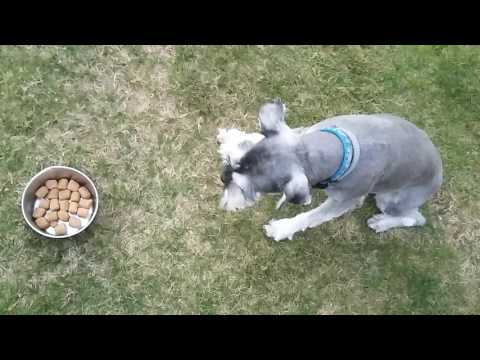 Mr dog food challenge part 1 must watch