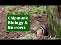 Discover Chipmunk Burrows