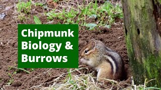 Discover Chipmunk Burrows