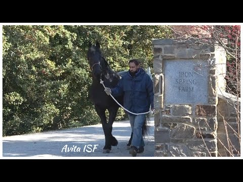 A Day in the Life of Avita ISF, January 2019  SOLD