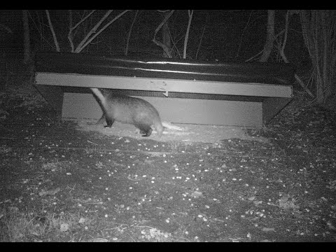 Münsterlandfalle Komplettfalle #Vol.2