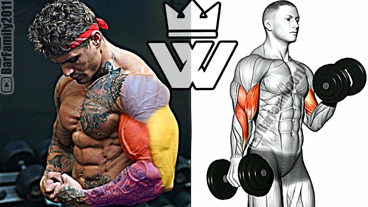 17 EXERCISES For Building HUGE BICEPS & TRICEPS